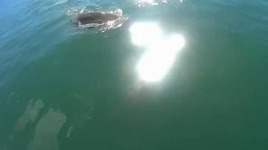 НЕВЕРОЯТНО ОГРОМНЫЙ СОМ