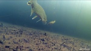 РЕАКЦИЯ ЩУКИ НА ЧУЖОГО