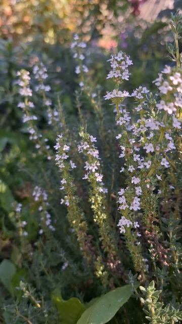 Тимьян осень 2025 смотреть онлайн