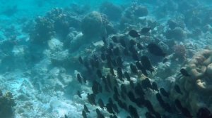 Подводная прогулка