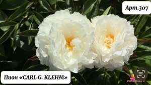 Травянистый "CARL G. KLEHM"/Сад Ворошиловой