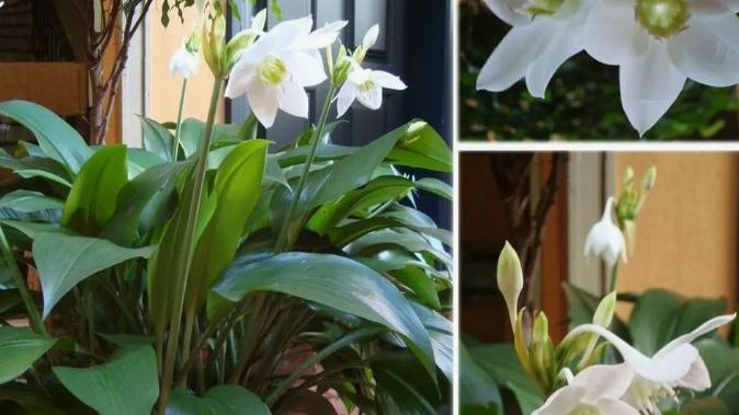 Как вернуть комнатным растениям ЖИЗНЬ после зимнего сна смотреть онлайн