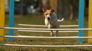 Кумбия- танец души