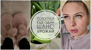 23/26. Второй шанс // Урожай на окне // Покупки для себя и для дома // Mariya VD LIFE.