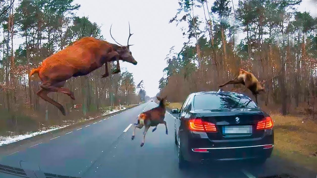 Удивительные встречи с дикими животными на дороге!