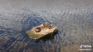 УТЯТА КРОШКИ ГРЕЮТСЯ НА СОЛНЦЕ