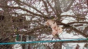 Синицы клюют сало