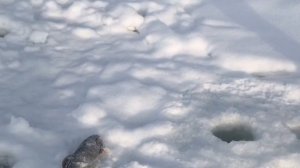 поимка форели на блесну