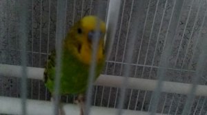 попугай Кеша