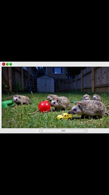 милыеживотные пушистики милота умныеживотные смешныеживотные забавныепитомцы животныеговорят