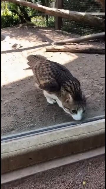 И снова сова смотреть онлайн