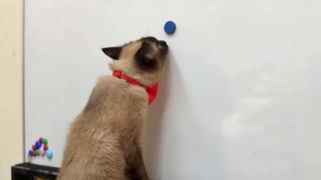 Жизнь кота в Интер-Лэнг! Часть 1 смотреть онлайн