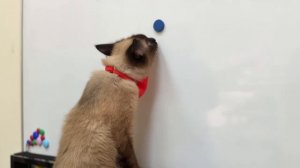 Жизнь кота в Интер-Лэнг! Часть 1