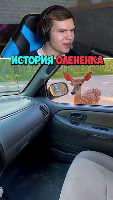 Самый Добрый Человек Спас Маленького Оленя!🦌❤️ #shorts #шортс #челлендж #прикол #мем #приколы #мемы смотреть онлайн