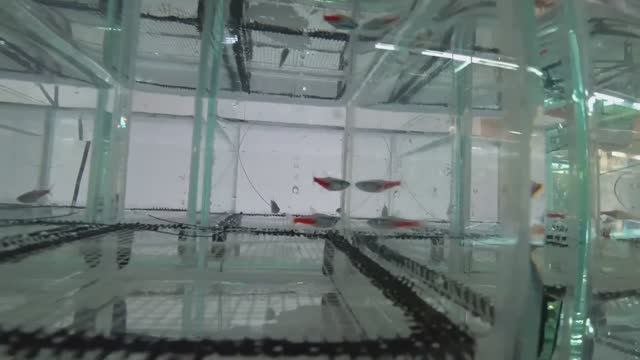 Неон и Тернеция на нерест смотреть онлайн