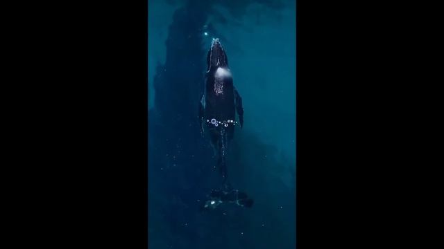 Житили морских глубин. смотреть онлайн