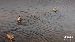 УТОЧКИ СМЕШНО НЫРЯЮТ