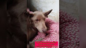 9.03. новички больнушки приюта