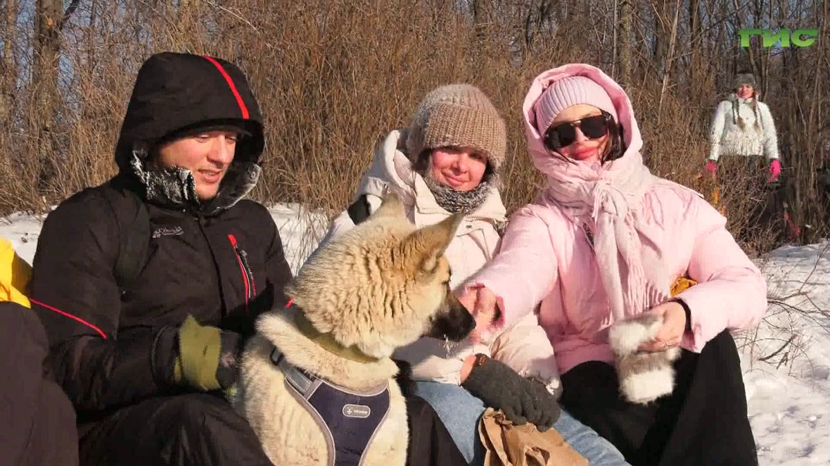 Хаски‑трип объединил самарцев, готовых подарить заботу бездомным собакам смотреть онлайн