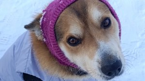 Морозы и ремонтик