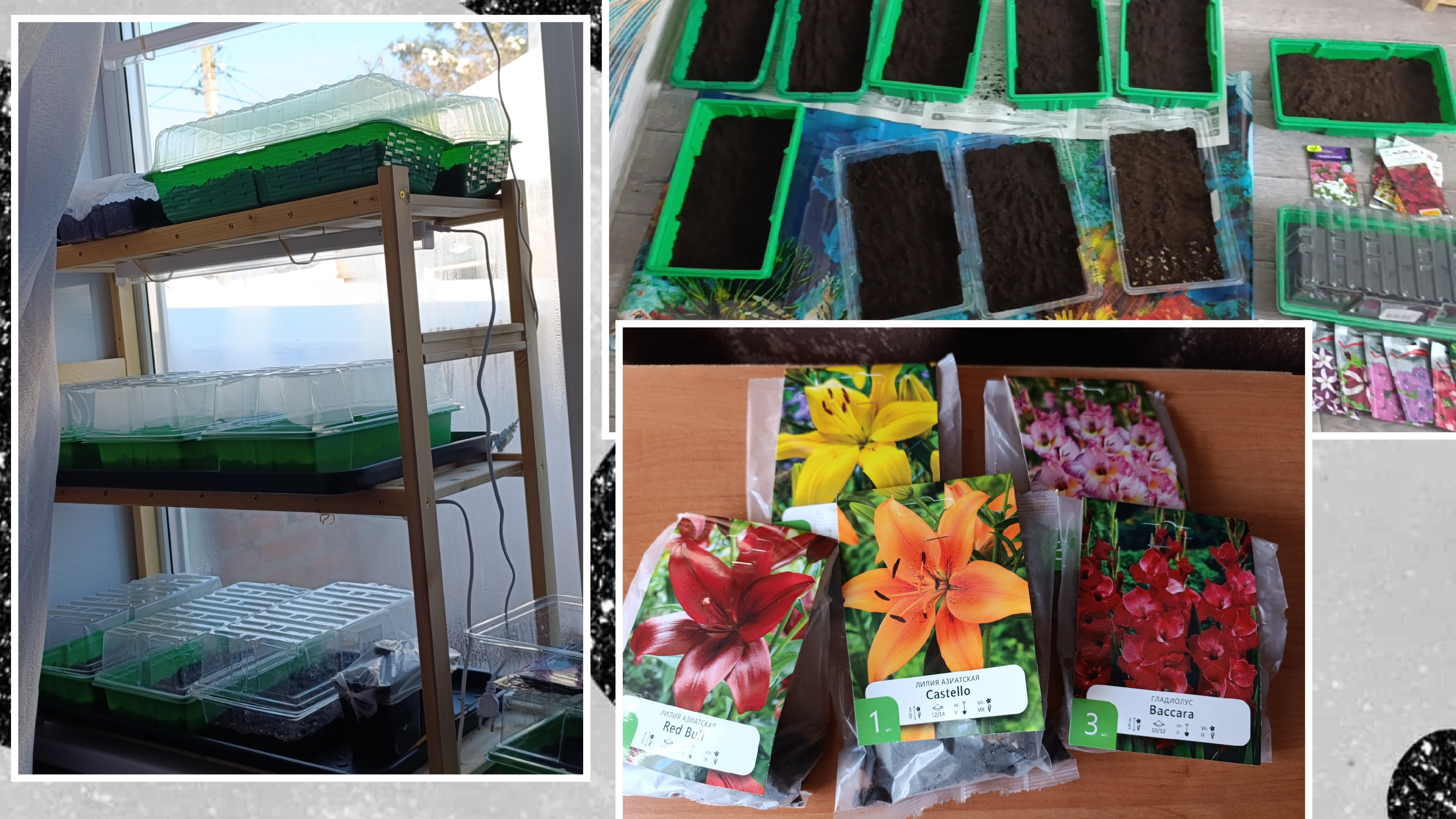 Посев семян и первые всходы🌱. Покупки. смотреть онлайн