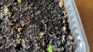 Вирджиния Голд-цвет Табака и семян