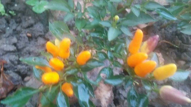 Декоративный перец капсикум