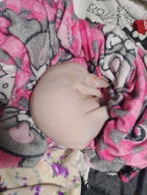 покажу что я делаю перед сном