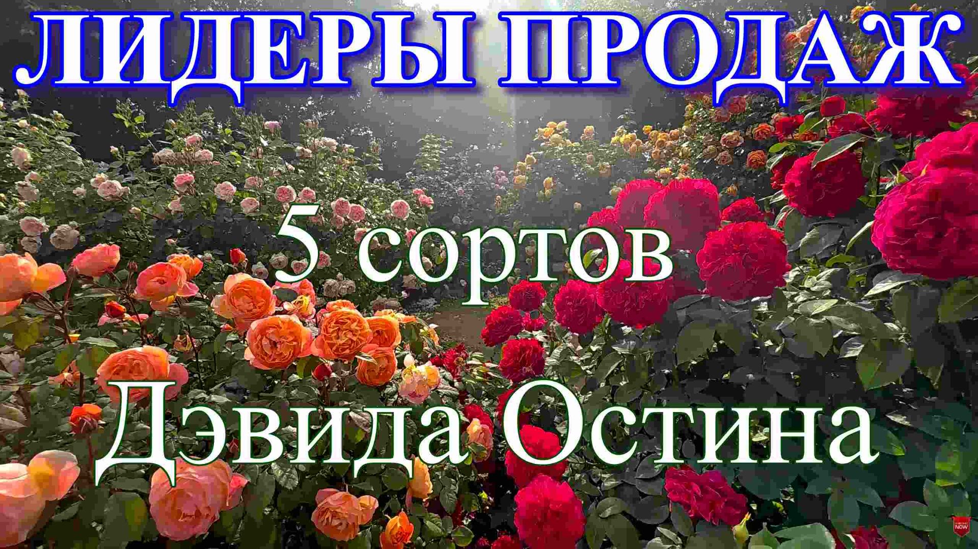 ЛИДЕРЫ ПРОДАЖ 2025 ГОДА! 5 сортов Дэвида Остина смотреть онлайн
