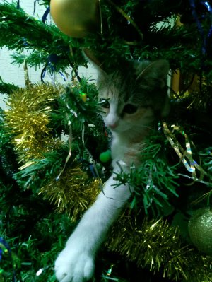 я хотела сделать транс в лайке но мне наложили ограничения на 7390 дней поэтому записываю тут