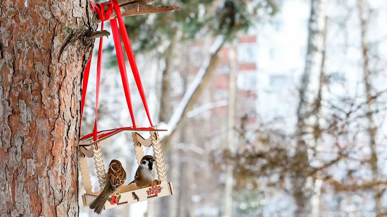 В Мытищах прошла акция «Покорми птиц зимой» смотреть онлайн