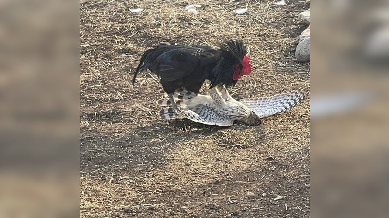 Петух в Деле... Петух Против Ястреба, Индюка, Собаки и даже Лошади! смотреть онлайн