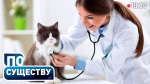 Цены в ветклиниках. Кто их регулирует? | Кадры в отрасли | Как спасают животных зимой? | По существу
