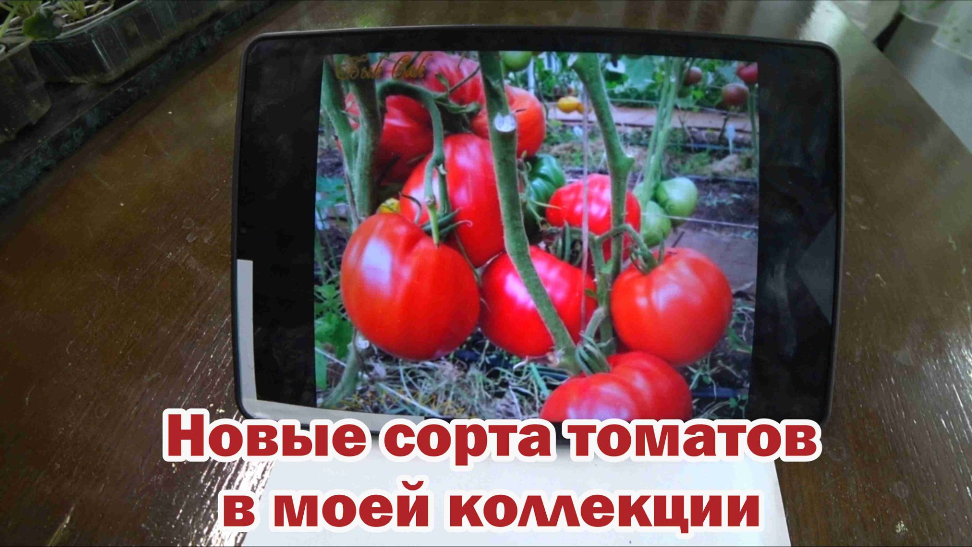 Обзор семян коллекционных томатов смотреть онлайн