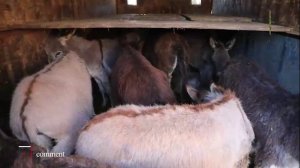 Жиззахда қидирувдаги машинада 18 бош эшак ташиб, ЙПХ ходимига пора бермоқчи бўлди.