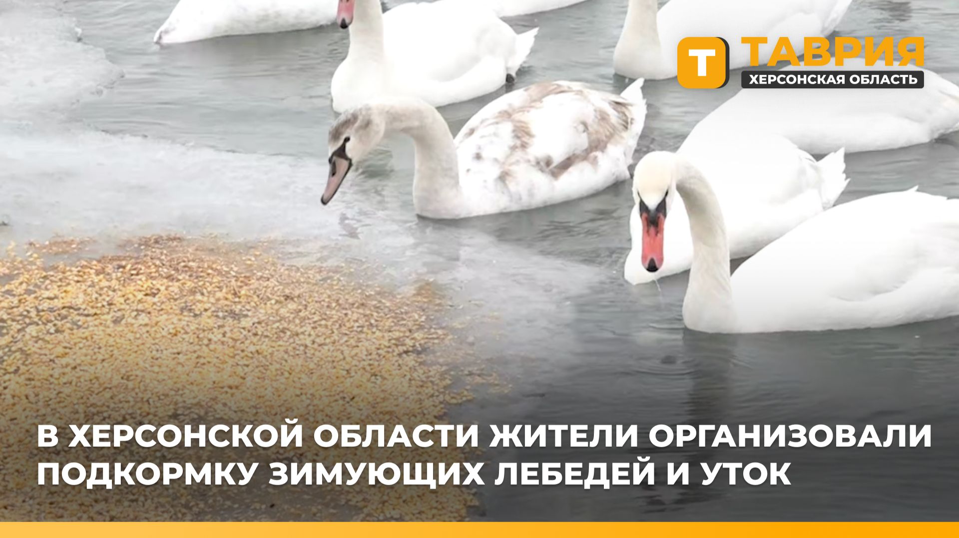 В Херсонской области жители организовали подкормку зимующих лебедей и уток смотреть онлайн