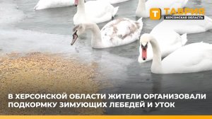 В Херсонской области жители организовали подкормку зимующих лебедей и уток