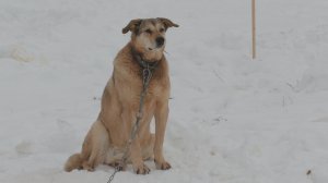 ДОБРО С ЛОПАТОЙ В РУКАХ