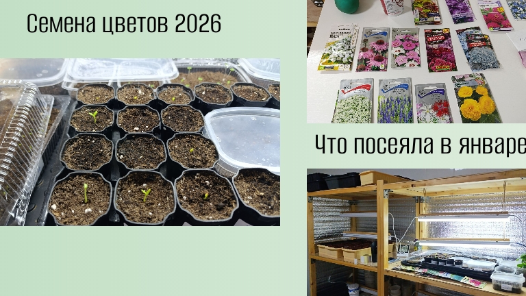 Семена цветов 2026 Что посеяла в январе