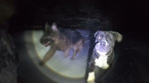 Ода собакам