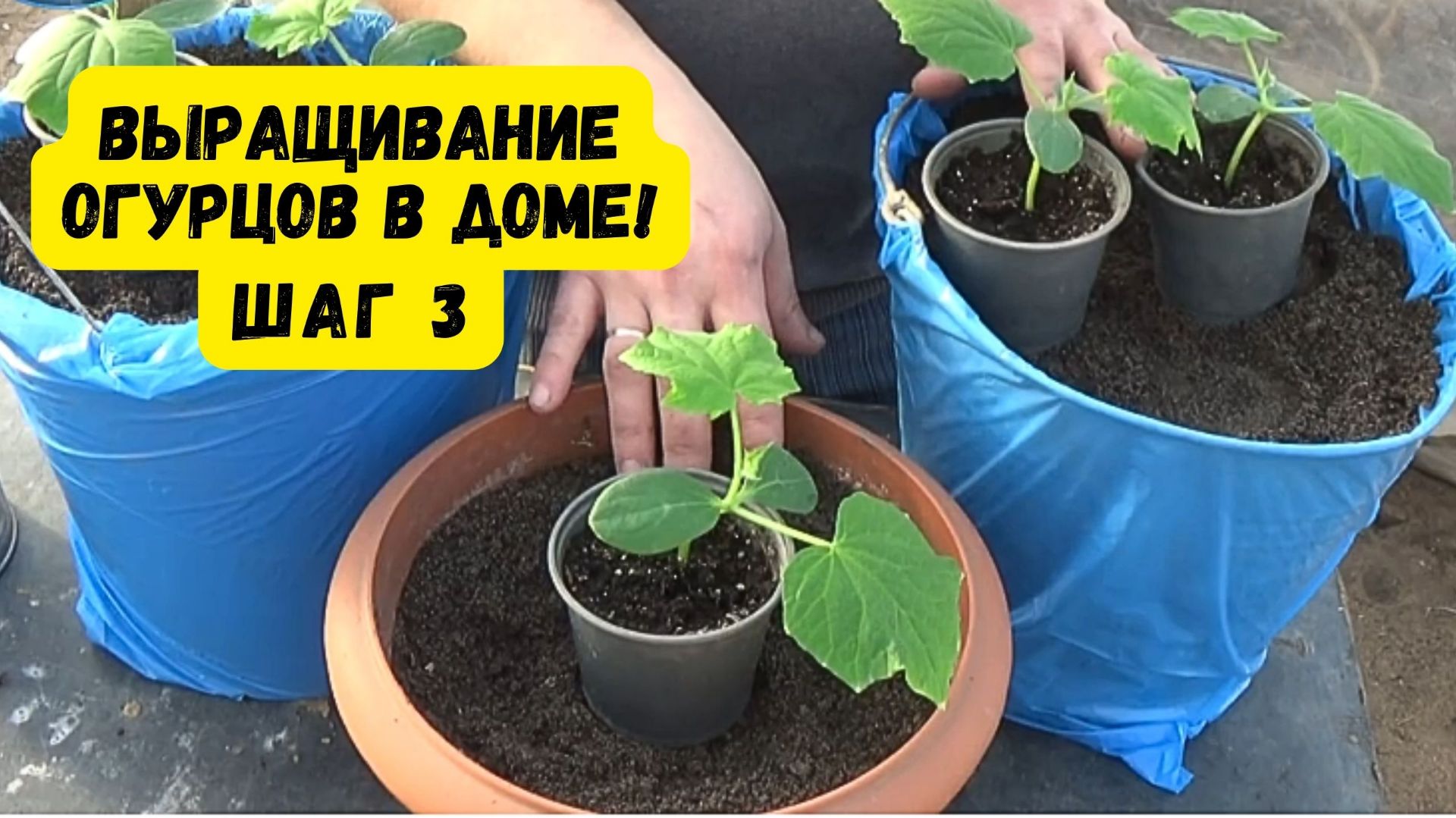 ВЫРАЩИВАНИЕ ОГУРЦОВ В ДОМЕ. СЛЕДУЮЩИЙ ЭТАП. ШАГ 3. ПЕРЕСАДКА НА ПОСТОЯННОЕ МЕСТО. смотреть онлайн