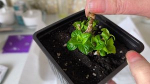 Что с моей крупнолистной гортензией не так 🤣🤣🤣🤣