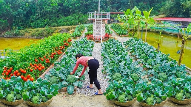 Собираю цветную капусту через 3 месяца после посадки, на продажу. Сажаю новый урожай. Ли Фук смотреть онлайн