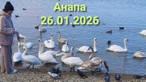 Анапа 26.01.2026