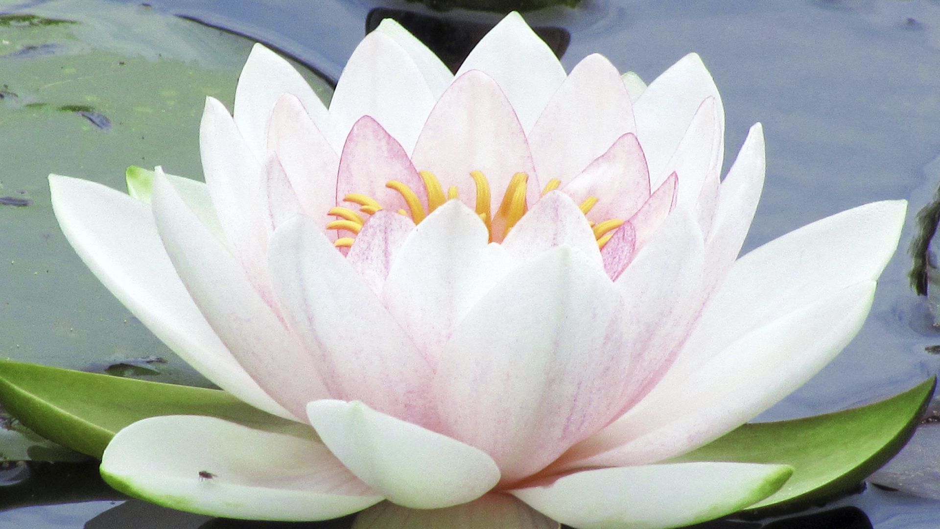 2025.09.23 Как раскрывается лотос сердца - Е.М. Патита Павана прабху смотреть онлайн