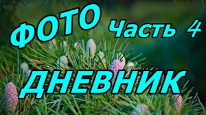 ГОЛУБИ, ПАЛЬМЫ, СУВЕНИРЫ, СУМЕРКИ. ФОТОДНЕВНИК ЧАСТЬ 4. АДЛЕР. НОЯБРЬ 2025.