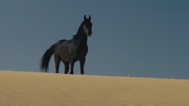 Sting - Desert Rose (Remix) смотреть онлайн