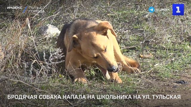 Бродячая собака напала на школьника на ул. Тульская смотреть онлайн