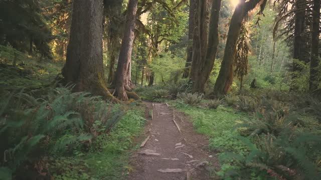 Прогулка по лесу смотреть онлайн
