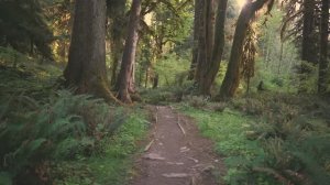 Прогулка по лесу